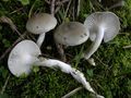 Hygrophorus agathosmus